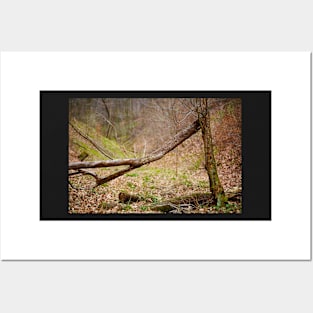 Fallen trees in a forest on springtime Posters and Art
